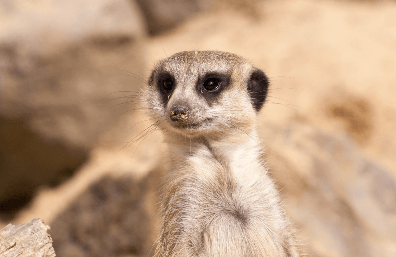 Eropuit met kinderen