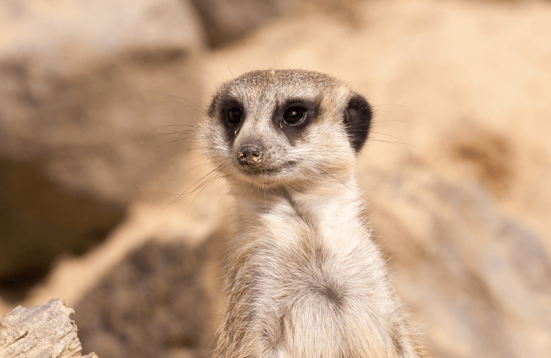 Wildlands Adventure Zoo